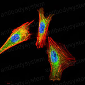 Валидация IF - AntibodySystem RHD69006 (688)