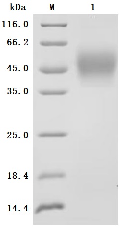 SDS-PAGE