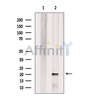Валидация Affinity DF7816 - 19626