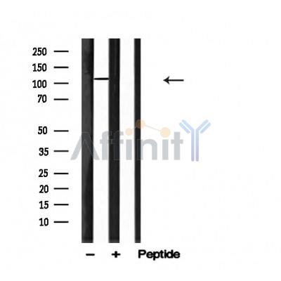 Валидация Affinity AF4686 - 2302