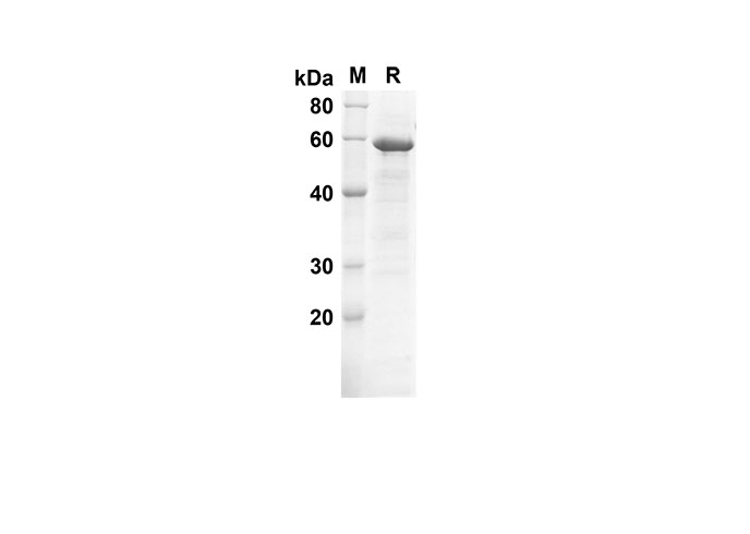 Валидация Elabscience PDEH100552(68)