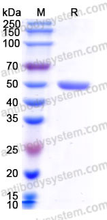 EHB96302, SDS-PAGE