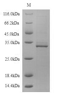 SDS-PAGE