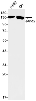 Валидация WB - AssayVector ARM1888 (890)