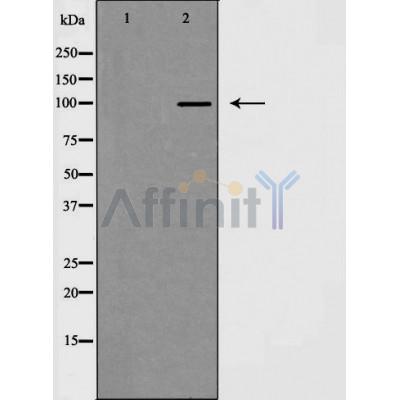 Валидация Affinity AF5395 - 3036