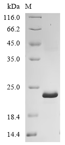 SDS-PAGE