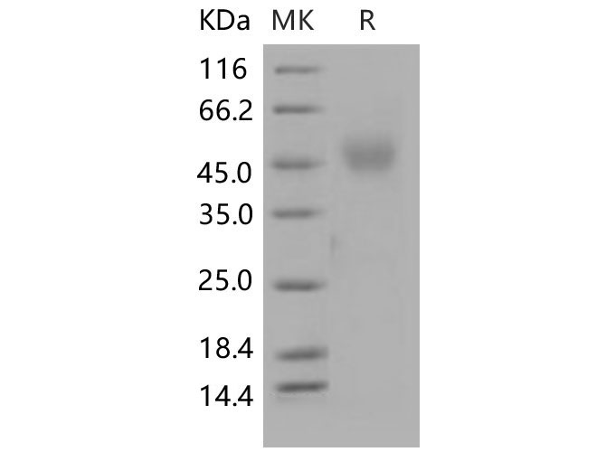 Валидация Elabscience PKSM040588(4574)