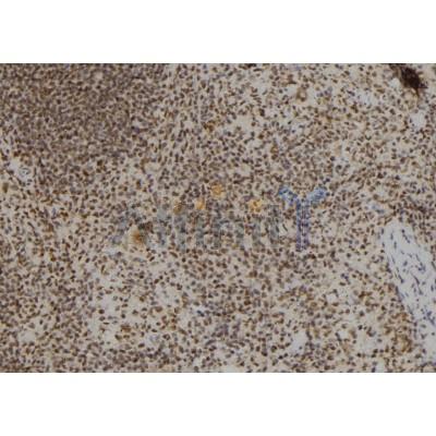 Валидация Affinity DF2667 - 13365