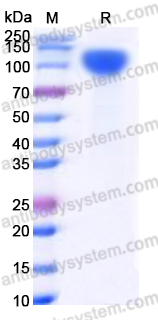 EHP12601, SDS-PAGE