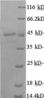 SDS-PAGE