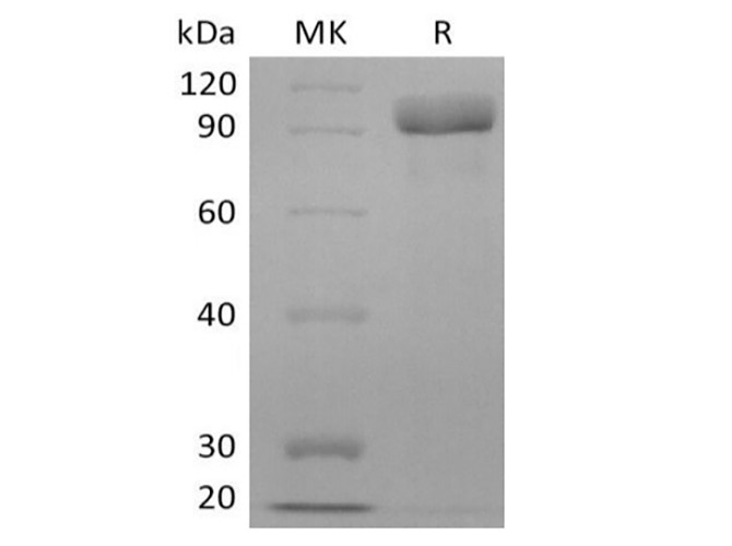 Валидация Elabscience PKSH033900(4132)