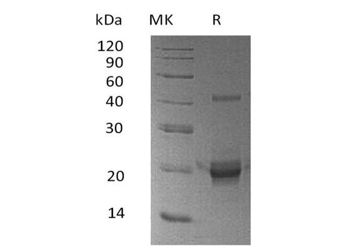 Валидация Elabscience PKSH033476(3783)