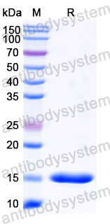 Валидация SDS-PAGE - AntibodySystem RHB98602