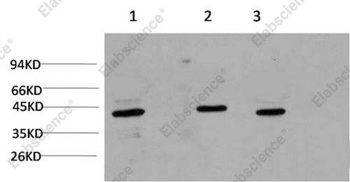 Вестерн-блоттинг, ACTA1, клетки HeLa, 3T3 и ткань мозга крысы