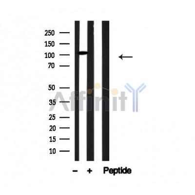 Валидация Affinity AF4696 - 2312