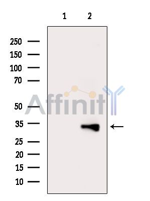 Валидация Affinity DF4281 - 15689