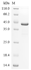 SDS-PAGE