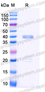 EHD63601, SDS-PAGE