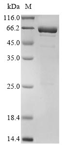 SDS-PAGE