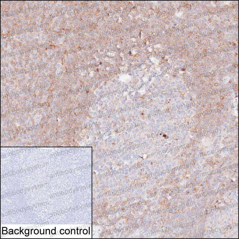 Валидация AntibodySystem RHC17708