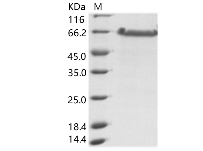Валидация Elabscience PKSV030167(5944)