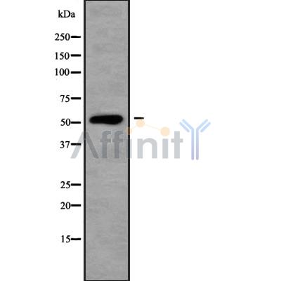 Валидация Affinity DF10082 - 5568
