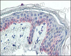 Валидация AntibodySystem RHC99502