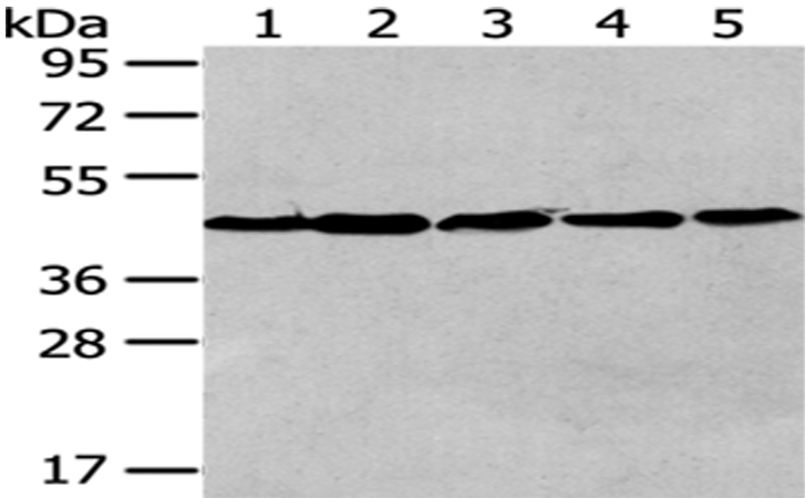 Валидация AssayVector ARM1844(2428)