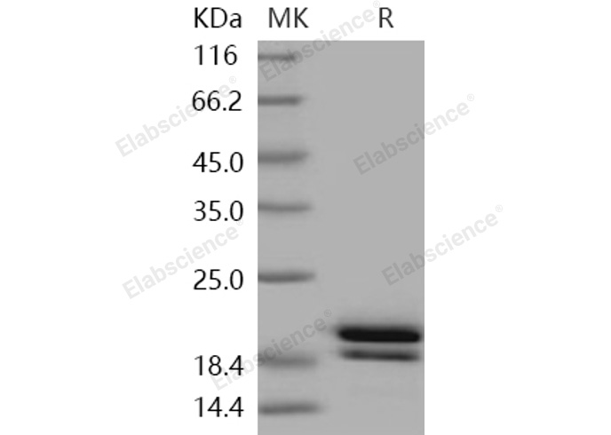 Валидация Elabscience PKSH031050(1848)
