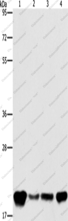 Вестерн-блоттинг, PEBP1, клетки A549, K562, HeLa и HepG2