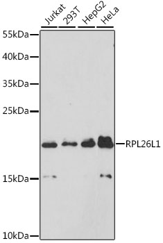 Валидация Elabscience E-AB-68013