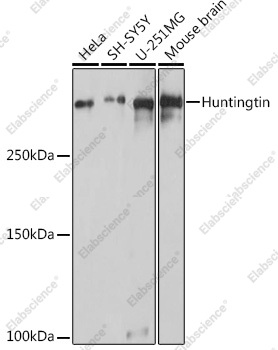 Вестерн-блоттинг, Huntingtin, различные клеточные линии