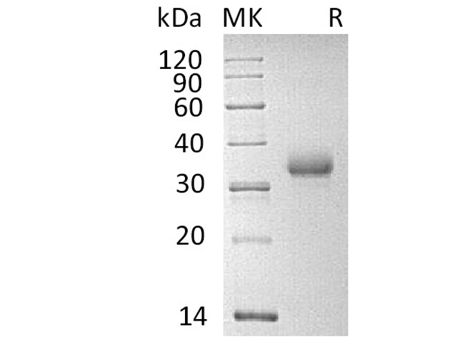 Валидация Elabscience PKSH033387(3717)