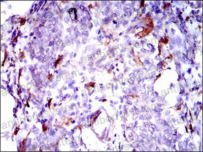 Валидация AntibodySystem RHG93102 (3125)