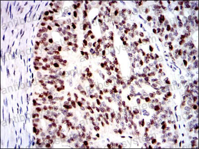 Валидация AntibodySystem RHE68808 (2265)