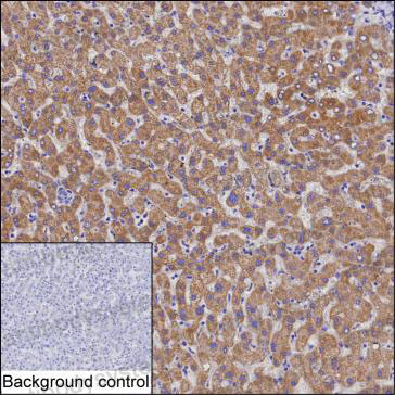 Валидация AntibodySystem RHN54901
