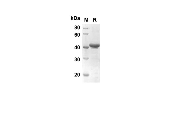 Валидация Elabscience PDEH100495(14)