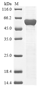 SDS-PAGE