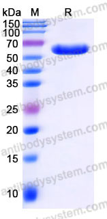 YHC05501, SDS-PAGE
