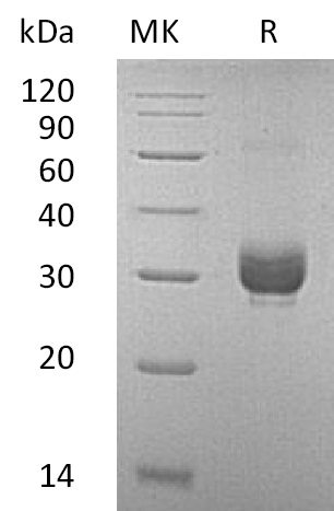 Валидация Elabscience PKSM041300(5196)