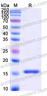 EHN84801, SDS-PAGE