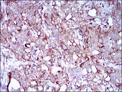 Валидация AntibodySystem RHN28602 (3809)