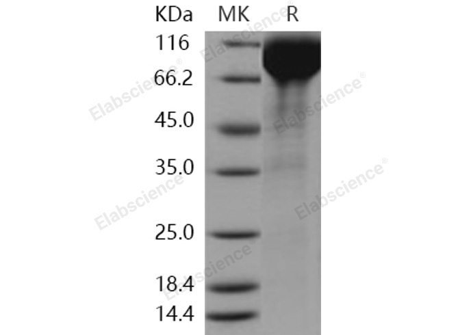 Валидация Elabscience PKSH031000(1813)