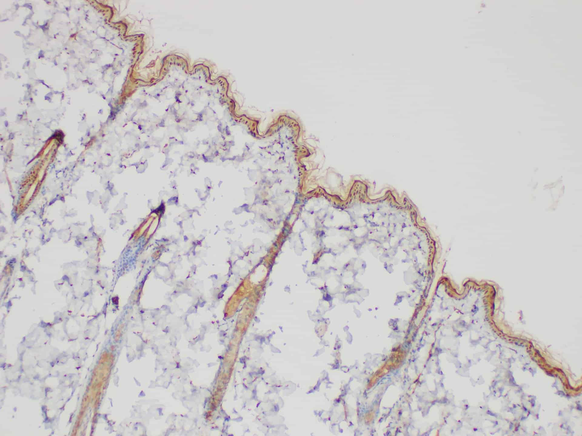 Валидация Elabscience E-AB-40447