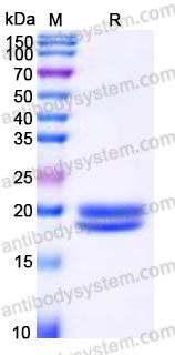 YHG68803, SDS-PAGE
