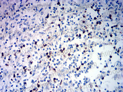 Валидация AntibodySystem RHK13801