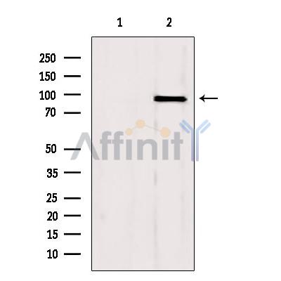 Валидация Affinity DF7117 - 18760