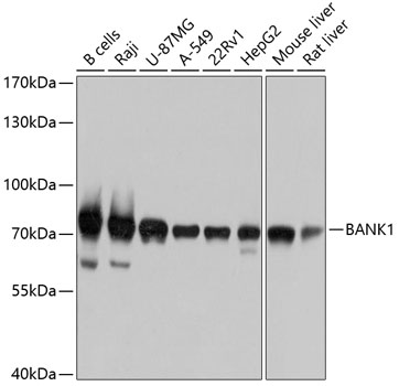 Валидация Elabscience E-AB-63344