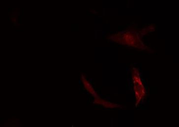 Валидация AssayVector ARM2667(5003)