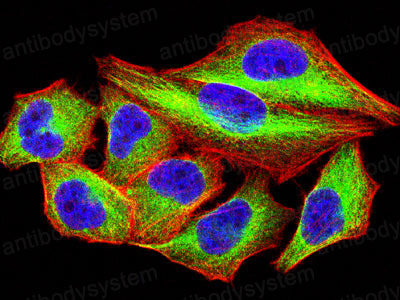 Валидация IF - AntibodySystem RHN98202